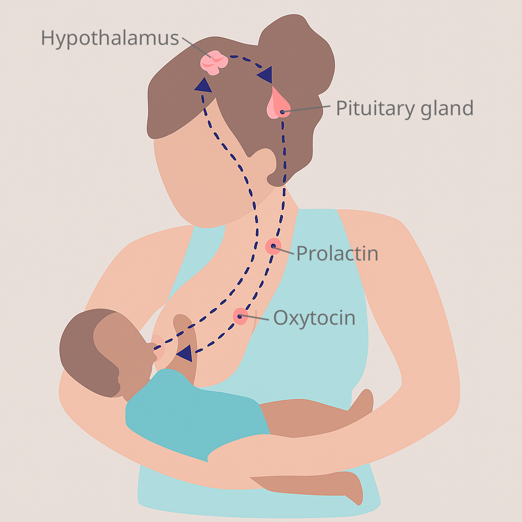 A simplified, flat-style illustration of a mother breastfeeding her baby. Dashed arrows show the let-down reflex pathway: from the baby’s suckling at the nipple, signals travel to the hypothalamus and pituitary gland in the brain. The diagram labels four elements: Hypothalamus, Pituitary gland, Prolactin, and Oxytocin. Prolactin supports milk production, while oxytocin causes milk ejection.